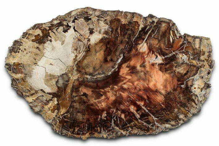 Colorful Petrified Wood (Araucaria) Slab - Madagascar #358040